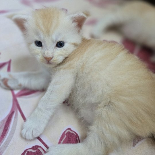 chaton Maine coon red smoke Artemis Chatterie des Sept Phoenix red smoke 