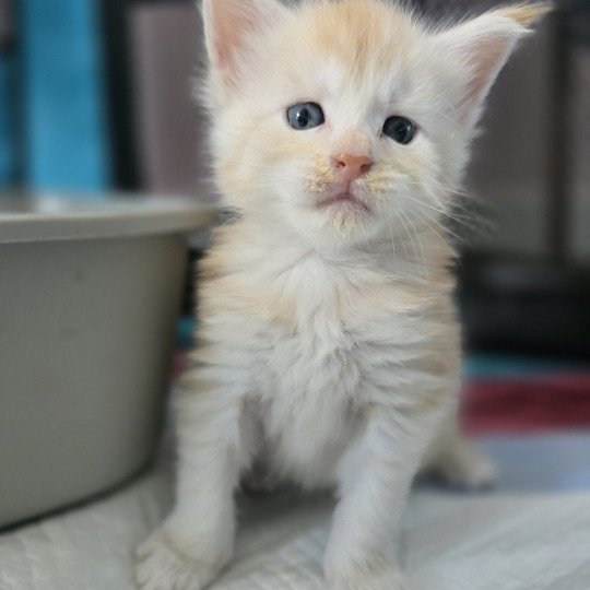 chaton Maine coon red smoke Artemis Chatterie des Sept Phoenix red smoke 
