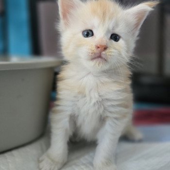 Artemis Des Sept Phoenix Femelle Maine coon