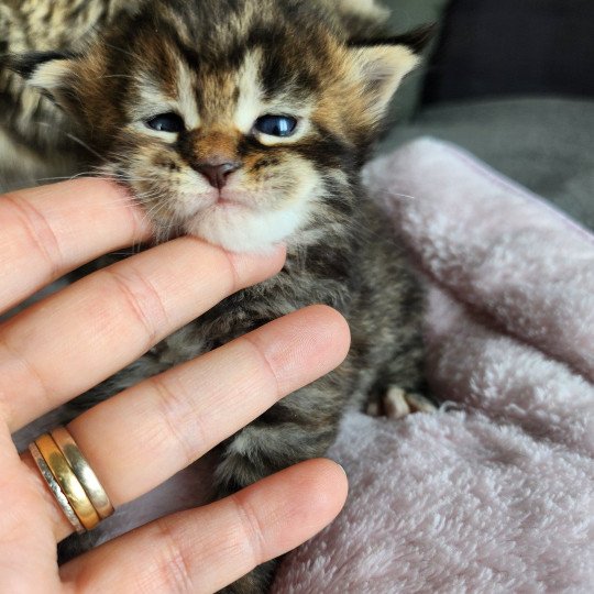chaton Maine coon brown tortie mackerel tabby Arwen Chatterie des Sept Phoenix brown tortie mackerel tabby