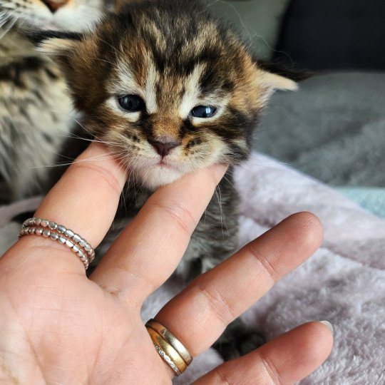 chaton Maine coon brown tortie mackerel tabby Arwen Chatterie des Sept Phoenix brown tortie mackerel tabby