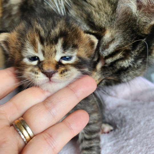 chaton Maine coon brown tortie mackerel tabby Arwen Chatterie des Sept Phoenix brown tortie mackerel tabby