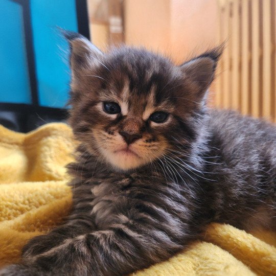 chaton Maine coon brown tortie mackerel tabby Arwen Chatterie des Sept Phoenix brown tortie mackerel tabby