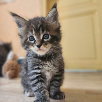 Arwen Des Sept Phoenix Femelle Maine coon