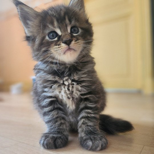 chaton Maine coon brown tortie mackerel tabby Arwen Chatterie des Sept Phoenix brown tortie mackerel tabby