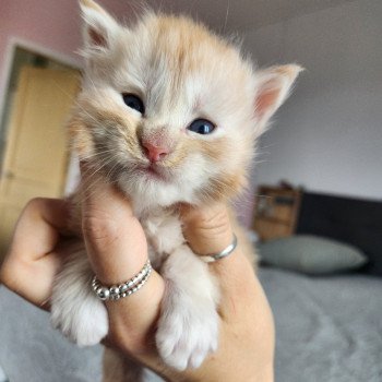 Aslan Des Sept Phoenix Mâle Maine coon