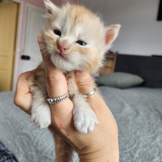 chaton Maine coon red silver mackerel tabby Aslan Chatterie des Sept Phoenix red silver mackerel tabby