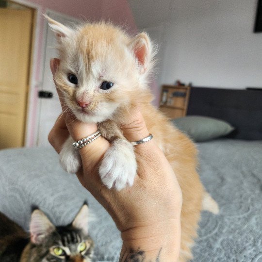chaton Maine coon red silver mackerel tabby Aslan Chatterie des Sept Phoenix red silver mackerel tabby