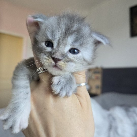 chaton Maine coon blue tortie silver tabby Astéria Chatterie des Sept Phoenix blue tortie smoke 