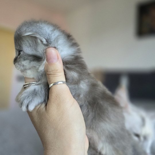 chaton Maine coon blue tortie silver tabby Astéria Chatterie des Sept Phoenix blue tortie smoke 