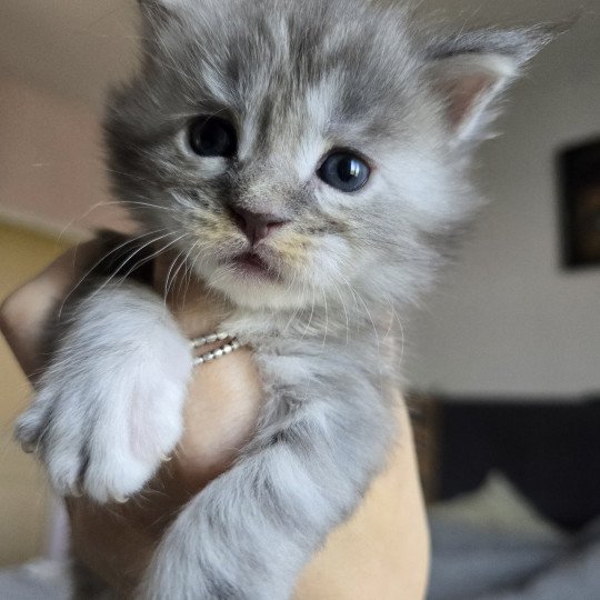 chaton Maine coon blue tortie smoke Astéria Chatterie des Sept Phoenix blue tortie smoke 