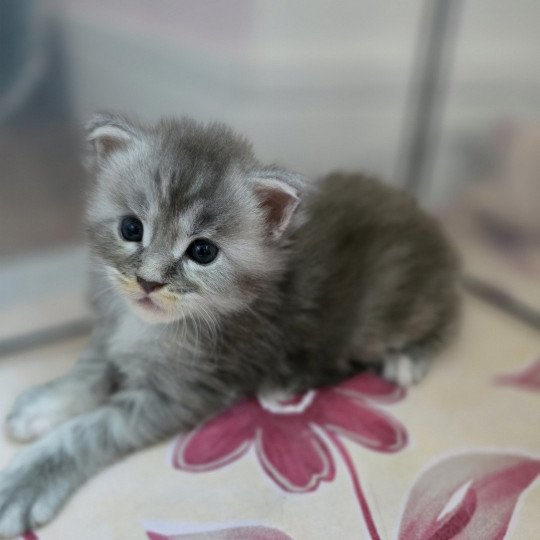 chaton Maine coon blue tortie smoke Astéria Chatterie des Sept Phoenix blue tortie smoke 