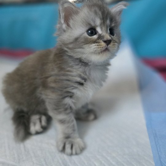 chaton Maine coon blue tortie smoke Astéria Chatterie des Sept Phoenix blue tortie smoke 