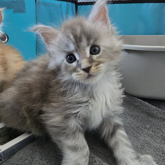 chaton Maine coon blue tortie smoke Astéria Chatterie des Sept Phoenix blue tortie smoke 