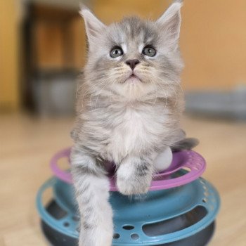 Astéria Des Sept Phoenix Femelle Maine coon