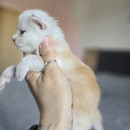 chaton Maine coon red smoke Astrée Chatterie des Sept Phoenix red smoke 