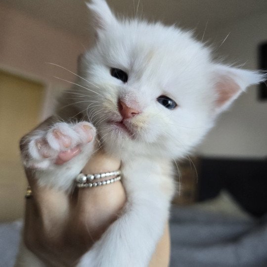 chaton Maine coon red smoke Astrée Chatterie des Sept Phoenix red smoke 
