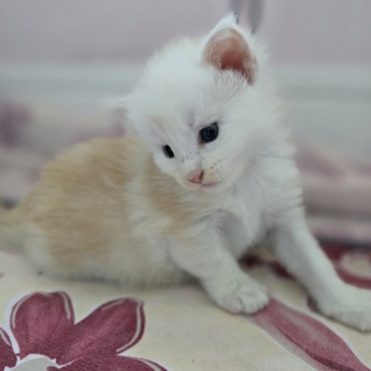 chaton Maine coon red smoke Astrée Chatterie des Sept Phoenix red smoke 