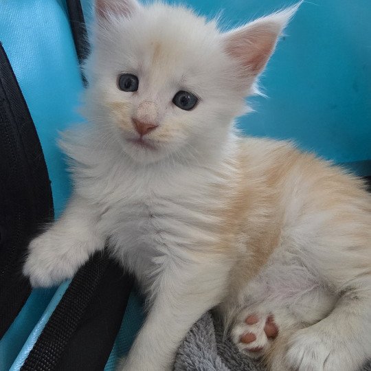 chaton Maine coon red smoke Astrée Chatterie des Sept Phoenix red smoke 