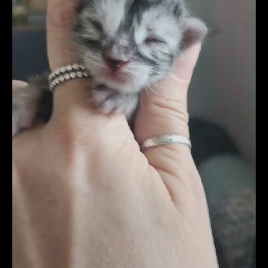 chaton Maine coon black tortie smoke Athéna Chatterie des Sept Phoenix black tortie smoke 