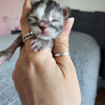 Athéna Des Sept Phoenix Femelle Maine coon