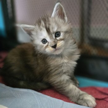 Athéna Des Sept Phoenix Femelle Maine coon