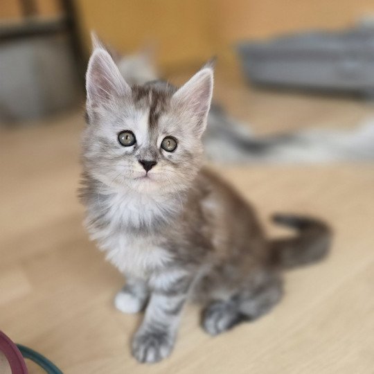 chaton Maine coon black tortie smoke Athéna Chatterie des Sept Phoenix black tortie smoke 