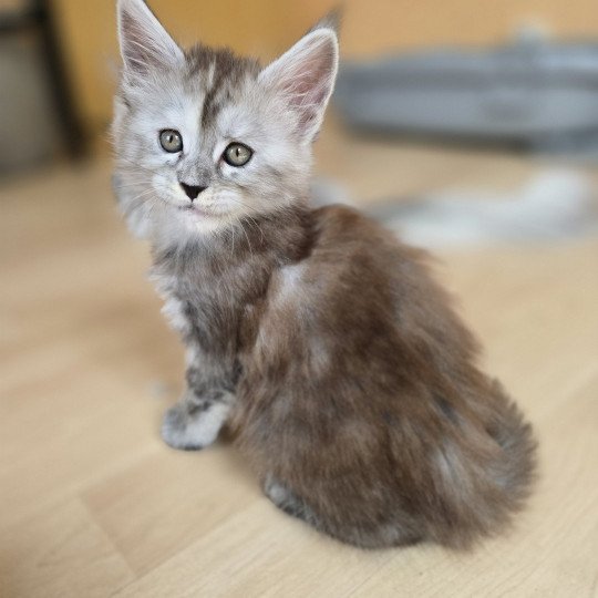 chaton Maine coon black tortie smoke Athéna Chatterie des Sept Phoenix black tortie smoke 