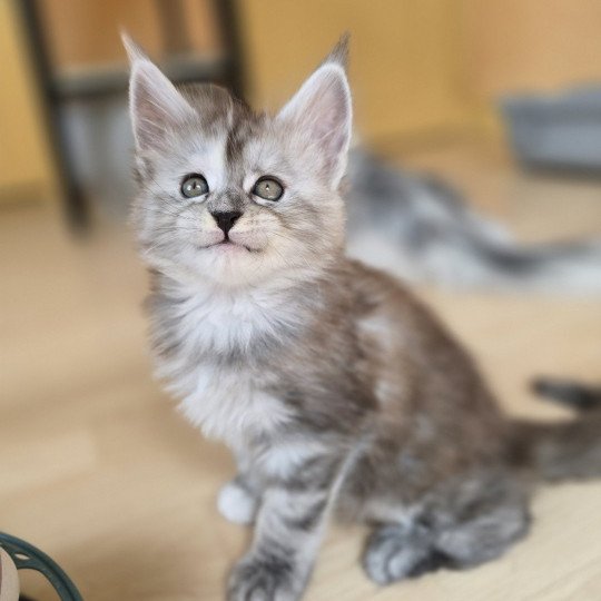 chaton Maine coon black tortie smoke Athéna Chatterie des Sept Phoenix black tortie smoke 