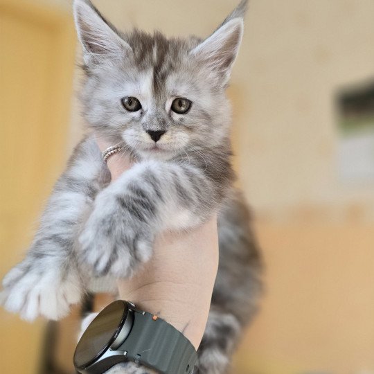 chaton Maine coon black tortie smoke Athéna Chatterie des Sept Phoenix black tortie smoke 