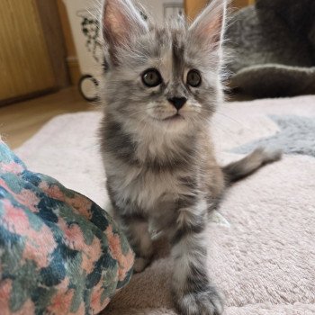 Athéna Des Sept Phoenix Femelle Maine coon