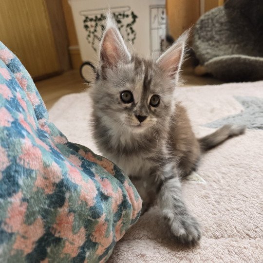 chaton Maine coon black tortie smoke Athéna Chatterie des Sept Phoenix black tortie smoke 