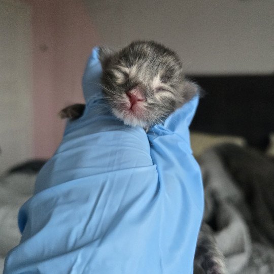 chaton Maine coon blue tortie silver tabby Ayley Chatterie des Sept Phoenix blue tabby