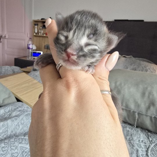 chaton Maine coon blue silver tabby Azur Chatterie des Sept Phoenix blue tabby