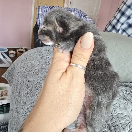 chaton Maine coon blue silver tabby Azur Chatterie des Sept Phoenix blue tabby