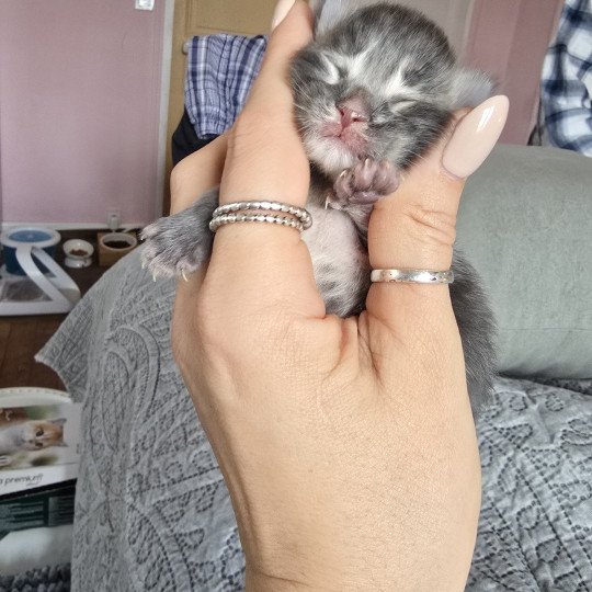 chaton Maine coon blue silver tabby Azur Chatterie des Sept Phoenix blue tabby