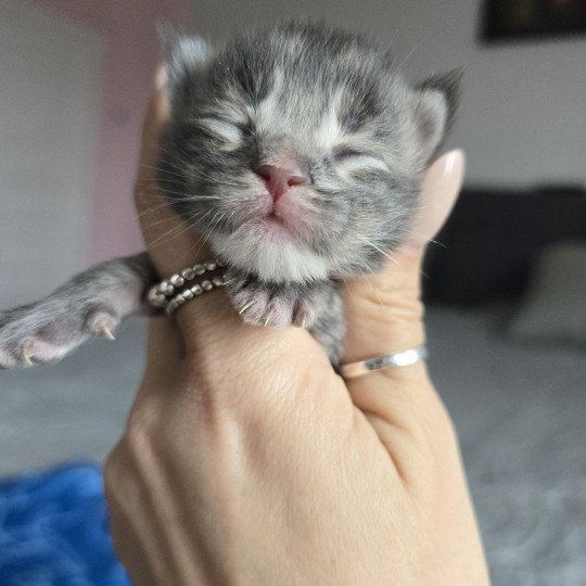 chaton Maine coon blue silver tabby Azur Chatterie des Sept Phoenix blue tabby