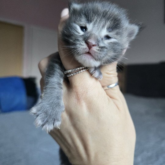 chaton Maine coon blue smoke Azur Chatterie des Sept Phoenix blue tabby