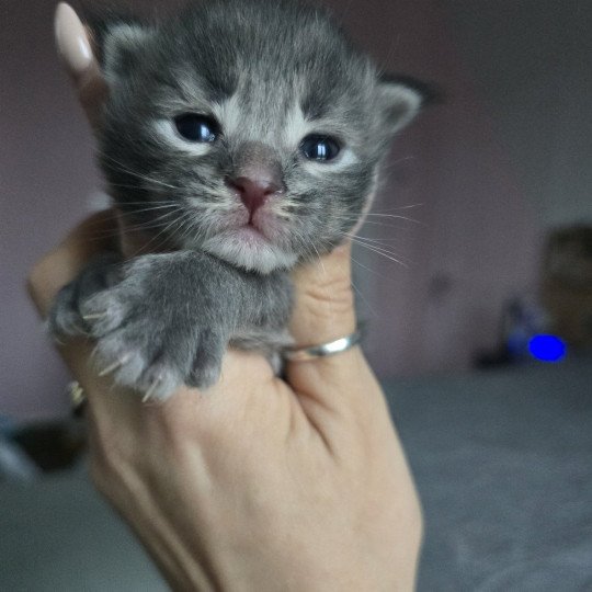 chaton Maine coon blue tabby Azur Chatterie des Sept Phoenix blue tabby