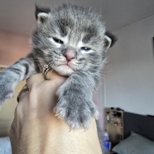 chaton Maine coon blue tabby Azur Chatterie des Sept Phoenix blue tabby