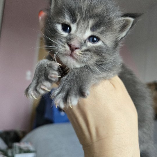 chaton Maine coon blue tabby Azur Chatterie des Sept Phoenix blue tabby