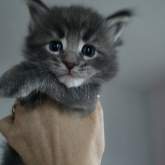 chaton Maine coon blue tabby Azur Chatterie des Sept Phoenix blue tabby