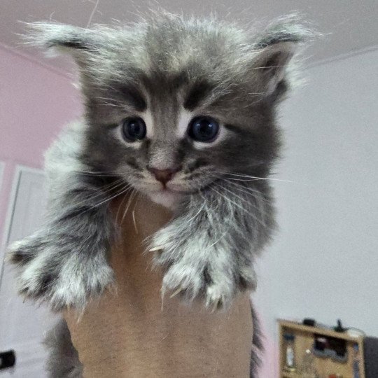 chaton Maine coon blue tabby Azur Chatterie des Sept Phoenix blue tabby