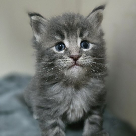 chaton Maine coon blue tabby Azur Chatterie des Sept Phoenix blue tabby
