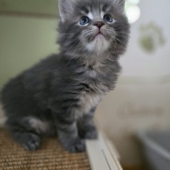 Azur Des Sept Phoenix Mâle Maine coon