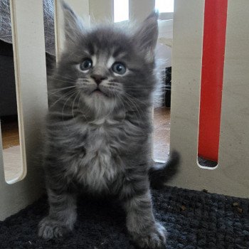 Azur Des Sept Phoenix Mâle Maine coon