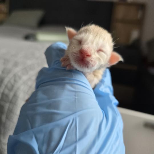 chaton Maine coon red smoke Balzac Chatterie des Sept Phoenix red silver blotched tabby