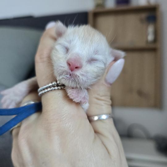 chaton Maine coon red smoke Balzac Chatterie des Sept Phoenix red silver blotched tabby