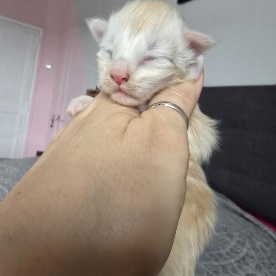 chaton Maine coon red silver blotched tabby Balzac Chatterie des Sept Phoenix red silver blotched tabby