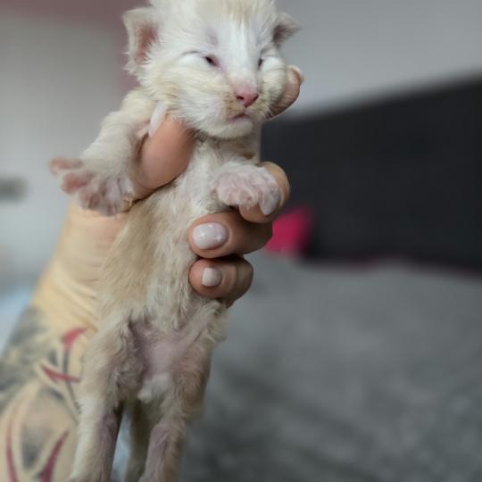 chaton Maine coon red silver blotched tabby Balzac Chatterie des Sept Phoenix red silver blotched tabby